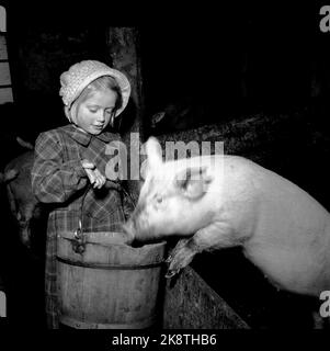 Loen März 1947 von der Farm Streichung in Nordfjord, wo natürliche Haushalte so weit wie möglich geführt werden. Die 9 Bewohner des Hofes leben von den Produkten, die der Boden und das Vieh liefern. Die Kinder müssen helfen, damit alles herumgeht. Hier ist es Ingebjørg, der die Schweine füttert. Foto: Th. Scotaam / Aktuell / NTB Stockfoto