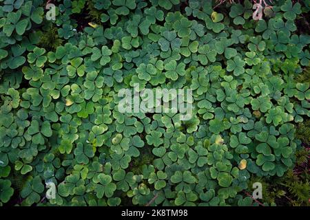 Grüner Wald hinterlässt Textur. Shamrock-Muster, üppiger Wald-Wurfflor. Hintergrund des Kleeblatts. Stockfoto