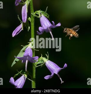 Eine Honigbiene im Flug neben einem schleichenden Bellflower Stiel mit einem kräftigen Pollenkorb mit dunklem Gartenhintergrund. Stockfoto