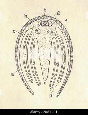 Antike gravierte Illustration der Schwanmuschel. Vintage Illustration von Anodonta cygnea. Altes Bild. Querschnitt der Schwanmuschel. Buchillustration veröffentlicht 1907. Stockfoto