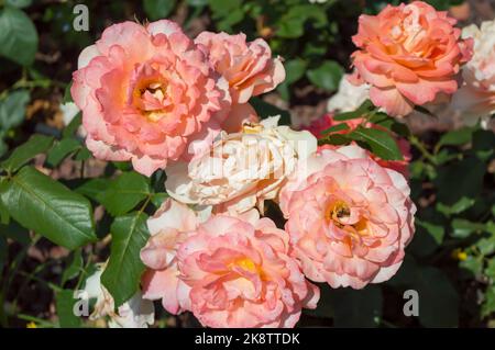 Rose Fairest Cape Rosa orange weiße Rosen im Parkgarten Stockfoto