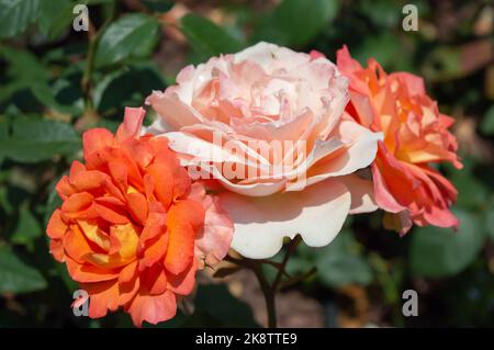 Rose Fairest Cape Rosa orange weiße Rosen im Parkgarten Stockfoto