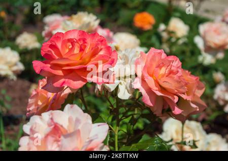 Rose Fairest Cape Rosa orange weiße Rosen im Parkgarten Stockfoto