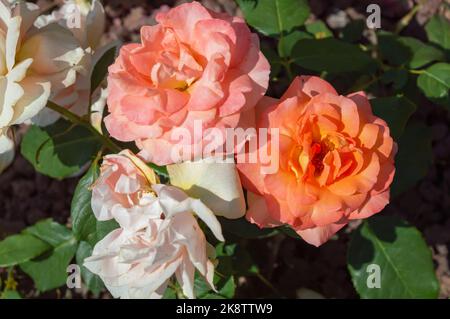 Rose Fairest Cape Rosa orange weiße Rosen im Parkgarten Stockfoto