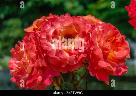 Rose Fairest Cape Orange rote Rosen im Parkgarten Stockfoto