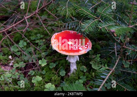 Rote Amanita Muscaria Pilze im Wald. Mystische rote Pilze auf grünen Blättern gemahlen. Stockfoto