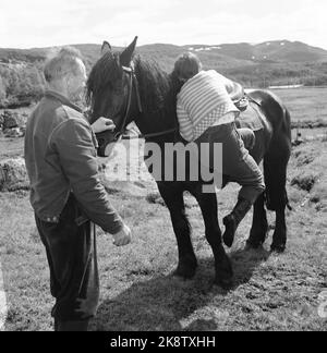 Hardangervidda 19560728 der Tourismusverband organisiert eine Reittour auf Hardangervidda für norwegische und englische Touristen, die noch nie zuvor auf einem Pferd gesessen haben. Es ist nicht einfach, mit der Ehre im Hinterkopf in die Halle zu kommen, besonders wenn das Pferd nicht still stehen wird. Vesla Aal schaffte es schließlich mit guter Hilfe aus Zucker. Foto; Aage Storløkken / Aktuell / NTB Stockfoto