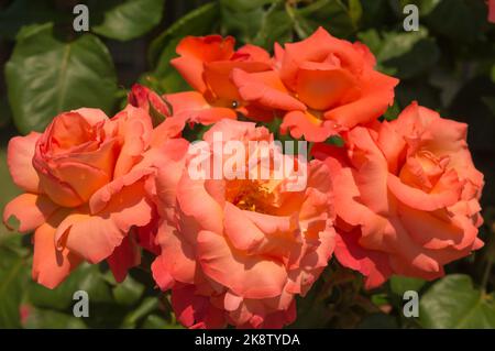 Rose Fairest Cape Orange rote Rosen im Parkgarten Stockfoto