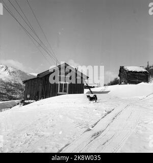 Argehovd nördlich von Møsvatn, Hardangervidda. März 1966. Åsmund Løvås (84) lebt und betreibt mit seinen beiden Söhnen den Hof Argehovd weit in Hardangervidda. Jagd und Fallenlassen gehören zu ihrem Alltag. Hier ihr Hund, lupi. Foto: Aage Storløkken / Aktuell / NTB Stockfoto