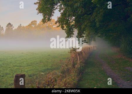 Ländlicher Weg am nebligen Herbstmorgen. Hochwertige Fotos Stockfoto