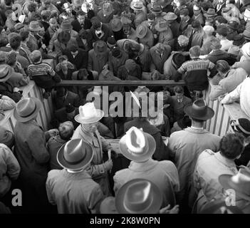 Oslo, 19561021. Das Pokalfinale im Ullevaal Stadium. Larvik Turn - Skeid 1-2. Das Publikum ist nach dem Spiel auf dem Weg nach draußen. Große Trübsal. Foto: Current / NTB Stockfoto