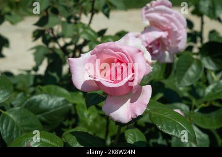 Rose Honore de Balzac Rosa weiße Rose im Parkgarten Nahaufnahme Stockfoto