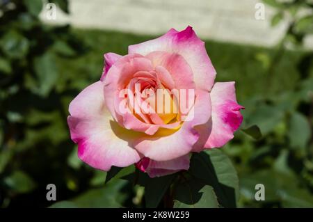 Rosa orange zweifarbige Rose im Parkgarten Stockfoto