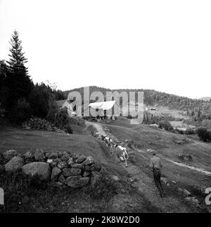 Flatdal in Telemark, August 1959. Fjellgården Ekre liegt 600 Meter über dem Meeresspiegel und in einem derart unwegsamen Gelände, dass "niemand denken würde, dass jemand es könnte BU". Hier ist der Sohn Halvard (13), der auf dem Bauernhof hilft, auch durch die Aufzucht der Kühe. Alle Söhne haben Pflichten auf dem Hof. So muss es sein, wenn sie alles erreichen wollen, was auf einem Bauernhof getan werden muss. Th. Die schöne Autobahn, die die Familie vor kurzem gebaut hat, was zu einer großen Verbesserung für den Hof wurde. Foto: Aage Storløkken / Aktuell / NTB Stockfoto