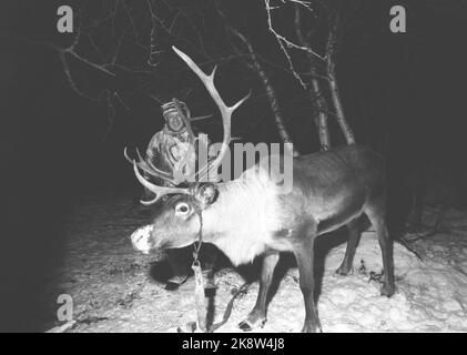 Grenze Jakobselv, Finmark Dezember 1962. Verteidigungsminister Gudmund Harlem soll an die Grenze zu Jakobselv mit Weihnachtsgeschenken für die Männer gehen, die über die Grenze zur Sowjetunion sprechen. Die Reise dauerte 5 Tage und wurde zu einer harten Reise mit Flugzeug, Auto, Boot und Pulk. Harlem fuhr im Pulk mit Rentieren über die Mondscheinfinnmarksvidda. Foto: Ivar Aaserud Current / NTB Stockfoto