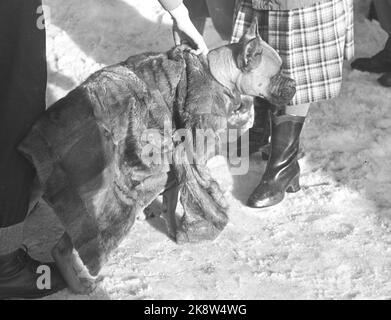 Holmenkollen, Oslo 19500318. Springen in Holmenkollbakken. Der Wind wehte das gesamte Holmenkollrennet weg, aber nach drei Stunden Verschiebung beruhigte er sich. 90.000 Zuschauer waren auf den Tribünen und in Sletta anwesend. Ein Hund hat sich Pelz aufgesetzt, um sich warm zu halten. Foto: Sverre A. Børretzen / Aktuell / NTB Stockfoto