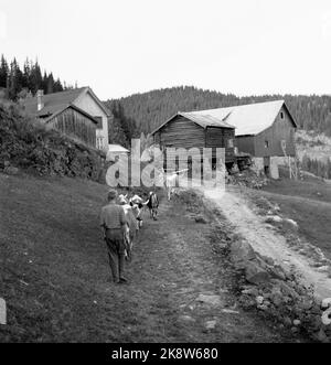 Flatdal in Telemark, August 1959. Fjellgården Ekre liegt 600 Meter über dem Meeresspiegel und in einem derart unwegsamen Gelände, dass "niemand denken würde, dass jemand es könnte BU". Hier ist der Sohn Halvard (13), der auf dem Bauernhof hilft, auch durch die Aufzucht der Kühe. Th. Die schöne Autobahn, die die Familie vor kurzem gebaut hat, was zu einer großen Verbesserung für den Hof wurde. Foto: Aage Storløkken / Aktuell / NTB Stockfoto