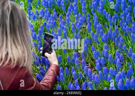 Hand des Mädchens, das Mobiltelefon hält und Fotos von Frühlingsblumen fotografiert. Blogging, Social Media, modernes Technologiekonzept Stockfoto