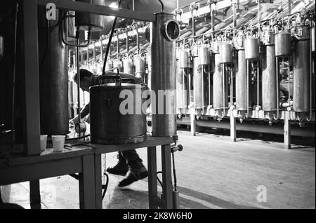 Rjukan Januar 1965 Filmaufnahme von 'Heroes from Telemark' in Rjukan. Über die schweren Wassersaboteure von Kompani Linge. Sabotage zum Kraftwerk Vemork. Die britische Firma Benton Film posiert mit 120 Mitarbeitern. Die heiße Nummer eins ist der amerikanische Schauspieler Kirk Douglas. Hier ist er bereit, den Sprengstoff zu platzieren, der die Anlage außer Betrieb setzt. Foto: Sverre A. Børretzen / Aktuell / NTB Stockfoto