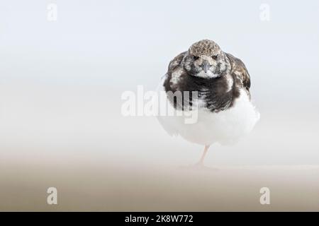 Turnstone, Ruddy Turnstone, Arenaria interpres Erwachsener nicht brütende Gefieder Vogel, der auf einem Bein auf einem groynen Stumpf Norfolk April steht Stockfoto