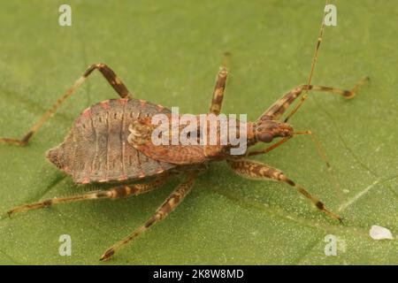 Detaillierte Nahaufnahme eines nützlichen Baumkäfer Himacerus apterus, der auf einem grünen Blatt sitzt Stockfoto