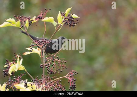 Ein junger Erwachsener, männlicher Amsel (Turdus Merula), der im Herbst ältere Beeren (Sambucus Nigra) füttert Stockfoto