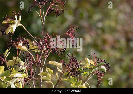 Sonnenlicht auf den schwarzen Beeren & Karmesinstämmen eines Älteren (Sambucus Nigra) im Herbst Stockfoto