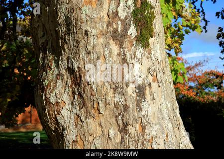 Eine Nahaufnahme der Rinde vom Acer Pseudoplatanus Sycamore Baum Stockfoto