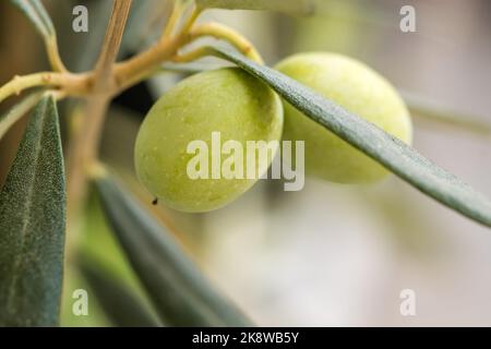 Zwei grüne Oliven hängen an einem Olivenbaum im Garten. Bio-Garten und Landwirtschaft. Nahaufnahme von Makros mit selektivem Fokus auf das Motiv und geringer Konzentration Stockfoto