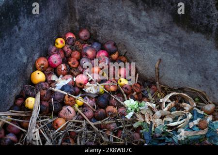 In den Kompost geschleuste Reste. Verdorbene Speisen und Kratzer. Faule Äpfel und Birnen aus der Nähe. Ökologische Aspekte. Müll. Konzept der Lebensmittelverschwendung Stockfoto