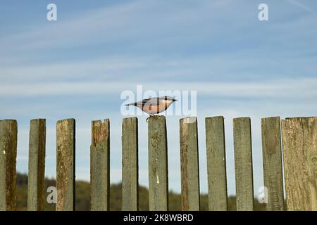 Der Nuthatch sitzt auf dem alten hölzernen Pfostenzaun. Stockfoto