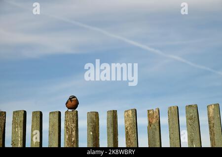 Der Nuthatch sitzt auf dem alten hölzernen Pfostenzaun. Stockfoto