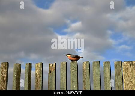 Der Nuthatch sitzt auf dem alten hölzernen Pfostenzaun. Stockfoto