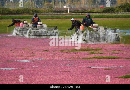 Richmond, Kanada. 24. Oktober 2022. Am 24. Oktober 2022 ernten Arbeiter Preiselbeeren mit Spezialmaschinen auf einem Cranberry-Feld in Richmond, British Columbia, Kanada. Quelle: Liang Sen/Xinhua/Alamy Live News Stockfoto