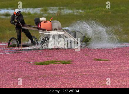 Richmond, Kanada. 24. Oktober 2022. Am 24. Oktober 2022 erntet ein Arbeiter Preiselbeeren mit einer Spezialmaschine auf einem Preiselbeerfeld in Richmond, British Columbia, Kanada. Quelle: Liang Sen/Xinhua/Alamy Live News Stockfoto