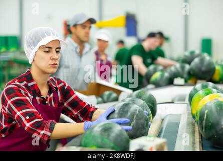 lateinamerikanische Sortiererin für Frauen, die an der Sortierlinie für Wassermelonen in der Fabrik arbeitet Stockfoto