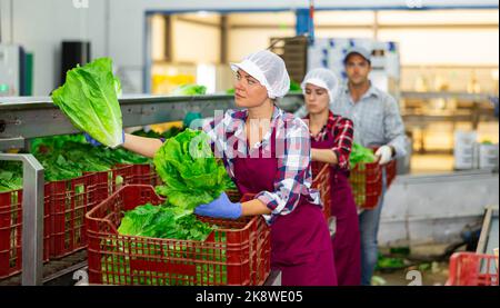 Arbeiterin der Gemüsesortierfabrik, die Salat in Kisten arrangiert Stockfoto