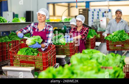 Frau, die in der Gemüsefabrik an der Sortierlinie arbeitet und Salat in Schachteln arrangiert Stockfoto