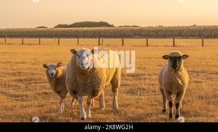 Drei Schafe im Porträt. Schafe in Koppel auf Weizenfeldern. Nutztiere. Tierhaltung und Landwirtschaftskonzept. Zucht und Aufzucht von Schafen. Stockfoto