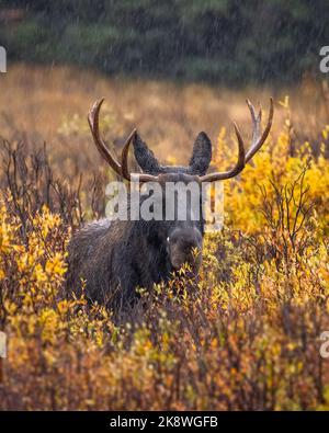 Männlicher Shiras Elch (Alces alces), der über Weiden steht und in die Kamera schaut, während der Herbst Elch Rut Colorado, USA Stockfoto