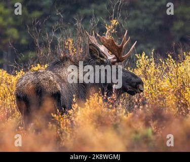 Der männliche Shiras Elch (Alces alces) steht über Weiden und blickt direkt auf den herbstlichen Elch in Colorado, USA Stockfoto