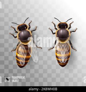Realistische Honey Bees. Detaillierte Illustration einer Arbeiterbohne auf transparentem Hintergrund. Makroinsekt, Konzept der Lebensmittelindustrie oder Bienenzucht Stock Vektor