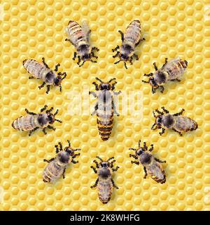 Realistische Bienenkönigin Mutter auf einer Wabe und Bienenarbeiter um sie herum - Leben der Bienenkolonie einfaches Symbol. Makroinsekt, Konzept der Lebensmittelindustrie Stock Vektor