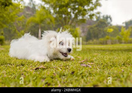 Weißes maltesisches Hundeportrait im Park Stockfoto