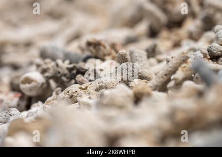 Abgestorbene Korallen, gebleichte Korallen aufgewaschen. Korallenstrand vom großen Bariierriff in queensland, australien Stockfoto