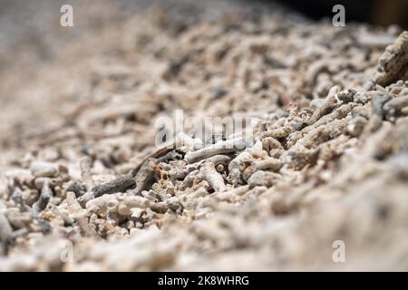 Abgestorbene Korallen, gebleichte Korallen aufgewaschen. Korallenstrand vom großen Bariierriff in queensland, australien Stockfoto