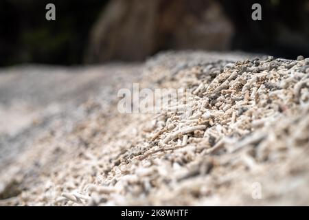 Abgestorbene Korallen, gebleichte Korallen aufgewaschen. Korallenstrand vom großen Bariierriff in queensland, australien Stockfoto