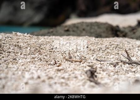 Abgestorbene Korallen, gebleichte Korallen aufgewaschen. Korallenstrand vom großen Bariierriff in queensland, australien Stockfoto