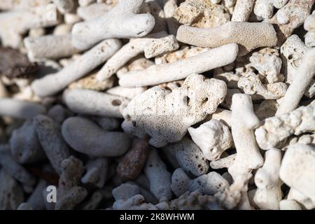 Abgestorbene Korallen, gebleichte Korallen aufgewaschen. Korallenstrand vom großen Bariierriff in queensland, australien Stockfoto