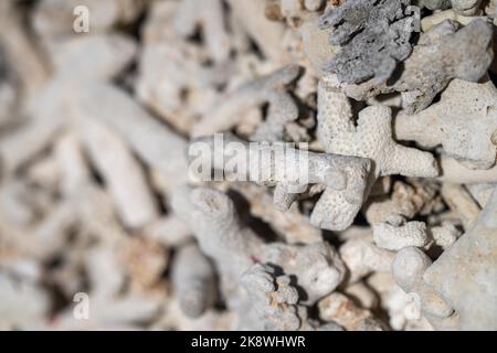 Abgestorbene Korallen, gebleichte Korallen aufgewaschen. Korallenstrand vom großen Bariierriff in queensland, australien Stockfoto